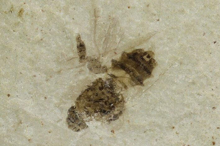 Fossil Bee (Hymenoptera)- Green River Formation, Utah #108832